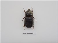 藏品(椰子犀角金龜)的圖片